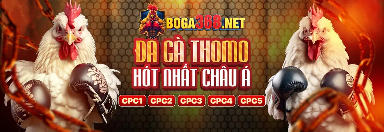 Sân đấu gà trực tuyến MV66 hấp dẫn